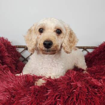 Lakitu -  Bichon Frise Dog for Adoption in Fort Wayne, Indiana - Lakitu | PetCurious