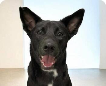 Mountain Dog Dogs Available for Adoption - Yuki | PetCurious