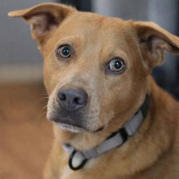 Labrador Retriever and Black Mouth Cur Dogs Available for Adoption in Humble, Texas - Sammy | 2y, 30lbs | House Trained, Dog-Friendly, Loves Car Rides | PetCurious