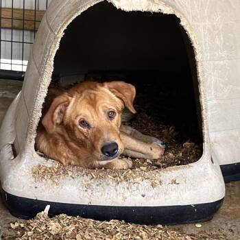 Wesley -  Labrador Retriever and Golden Retriever Dog for Adoption in Parrish, Alabama - Wesley | PetCurious