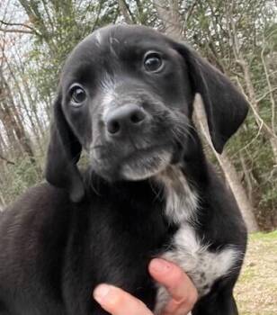 Beagle and Hound Dogs Available for Adoption - Babe Earl Gray | PetCurious