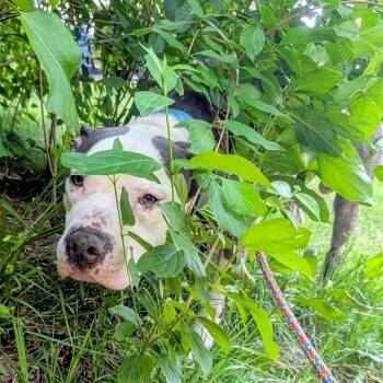 Ruger -  Mixed Breed Dog for Adoption in Walker, Michigan - Ruger | PetCurious