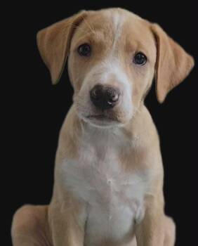Labrador Retriever Dogs Available for Adoption in Grand Bay, Alabama - Mila | PetCurious