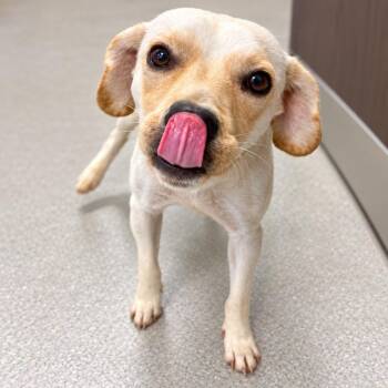 Corn chip -  Labrador Retriever and Mixed Breed Dog for Adoption in St. Augustine, Florida - Corn Chip | PetCurious