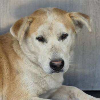 Labrador Retriever Dogs Available for Adoption - HURLEY | PetCurious