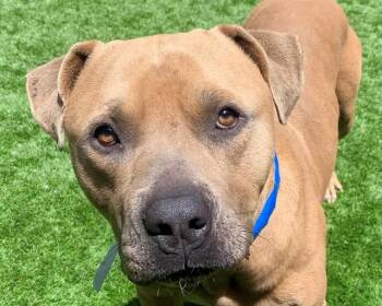 SAVE ME PLEASE Sly - IDA552584 -  Pit Bull Terrier Dog for Adoption in San Marcos, California - SAVE ME PLEASE Sly - IDA552584 | PetCurious