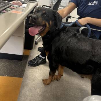 Rottweiler Dogs Available for Adoption - York | PetCurious