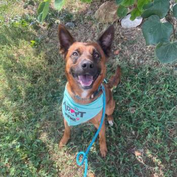 Ginger -  Cattle Dog and Mixed Breed Dog for Adoption in Springfield, Missouri - Ginger | PetCurious