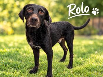 Rolo -  German Shorthaired Pointer Dog for Adoption in Kenedy, Texas - Rolo | PetCurious
