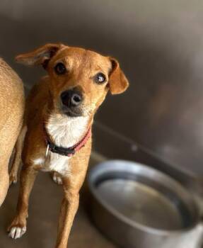 Rescue Fox Terrier and Terrier Dogs for Adoption in El Segundo, California - COCO | PetCurious