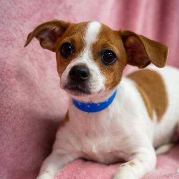 Telemachus -  Dachshund and Chihuahua Dog for Adoption in Pawling, New York - Telemachus | PetCurious