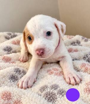 Neptune -  Mixed Breed Dog for Adoption in St. Augustine, Florida - Neptune | PetCurious
