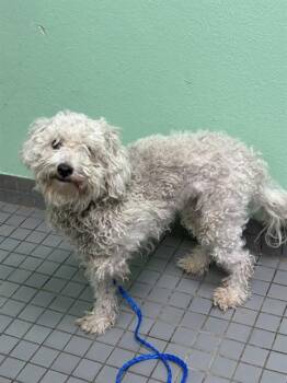 CASPER -  Poodle and Mixed Breed Dog for Adoption in Killeen, Texas - CASPER | PetCurious