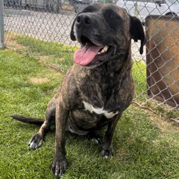 Harley - 61613815 -  Pit Bull Terrier Dog for Adoption in Elko, Nevada - Harley - 61613815 | PetCurious