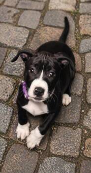 Terrier Dogs Available for Adoption in Chattanooga Valley, Georgia - Ezra | PetCurious