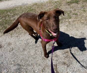 CEE CEE -  Chocolate Labrador Retriever Dog for Adoption in Edisto Island, South Carolina - CEE CEE | PetCurious