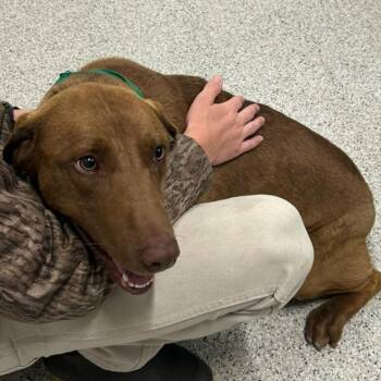 Mixed Breed and Labrador Retriever Dogs Available for Adoption - FRED  Available NOW - ADOPTION Or RESCUE! | PetCurious