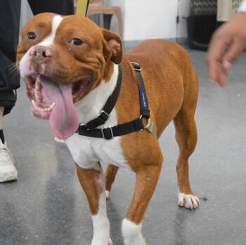 Daytona -  Mixed Breed Dog for Adoption in Narberth, Pennsylvania - Daytona | PetCurious