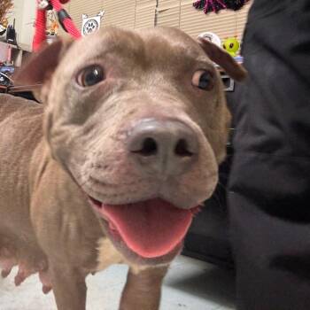 molly -  Pit Bull Terrier Dog for Adoption in Philadelphia, Pennsylvania - Molly | PetCurious