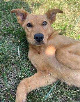Rescue Shepherd and Labrador Retriever Dogs for Adoption in Fort Lupton, Colorado - Sixpence | PetCurious