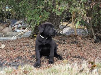 Delaware (Della) -  Black Labrador Retriever Dog for Adoption in Spring Hill, Tennessee - Delaware (Della) | PetCurious