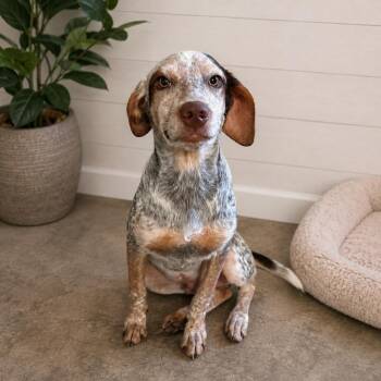 Jay-Z -  Mixed Breed and None Dog for Adoption in Brownsboro, Alabama - Jay-Z | PetCurious