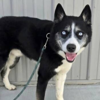 Glacier -  Husky Dog for Adoption in Plainfield, Illinois - Glacier | PetCurious