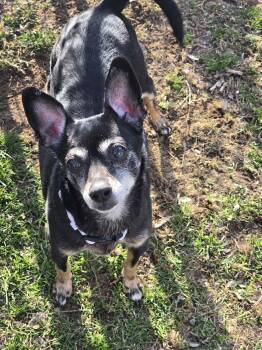 Consuela -  Chihuahua Dog for Adoption in Oxford, Michigan - Consuela | PetCurious
