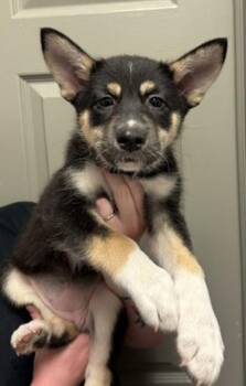Mia -  Siberian Husky and Shepherd Dog for Adoption in Littleton, Colorado - Mia | PetCurious