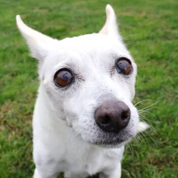 Rescue Chihuahua Dogs for Adoption in Clovis, California - Agnes | PetCurious