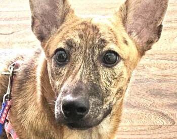 Rescue Mixed Breed Dogs for Adoption in City Of Industry, California - Leona | PetCurious