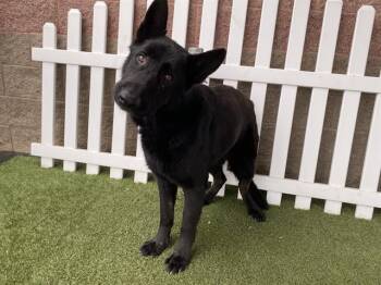 German Shepherd Dog and Mixed Breed Dogs Available for Adoption - A606965 | PetCurious