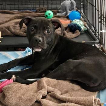 Posy -  Mixed Breed Dog Available for Adoption in Dekalb, Illinois - Posy | PetCurious