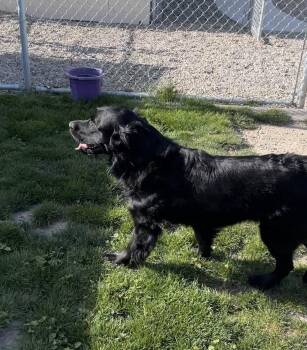 Flat Coated Retriever Dogs Available for Adoption in Emmett, Idaho - Freddie | PetCurious
