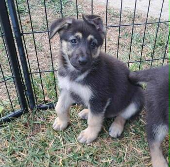 Primrose -  German Shepherd Dog Dog for Adoption in Winston-salem, North Carolina - Primrose | PetCurious