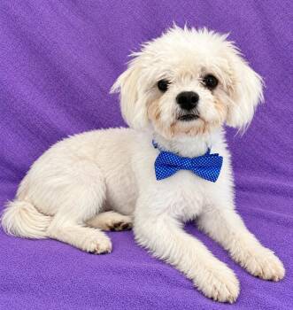 Mylo (white) -  Shih Tzu and Poodle Dog for Adoption in Lodi, California - Mylo (white) | PetCurious