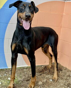 Rescue Doberman Pinscher Dogs for Adoption in Atlanta, Georgia - Taco | PetCurious