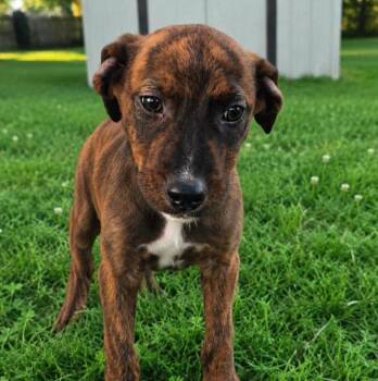 Oakley (AO36801) -  Boxer Dog for Adoption in Kansas City, Kansas - Oakley (AO36801) | PetCurious