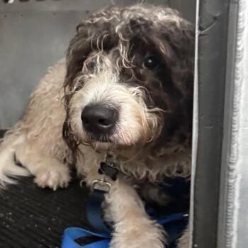 Oreo -  Labrador Retriever and Standard Poodle Dog for Adoption in Newark, New Jersey - Oreo | PetCurious