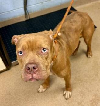 Nezime -  Mixed Breed Dog for Adoption in Chamblee, Georgia - Nezime | PetCurious