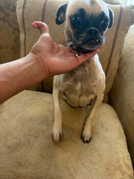 Tammy -  Pug Dog for Adoption in Gainesville, Virginia - Tammy | PetCurious