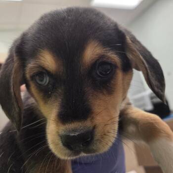 Mixed Breed Dogs Available for Adoption in Chattanooga, Tennessee - Phoebe | PetCurious