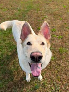 JADE -  German Shepherd Dog and Yellow Labrador Retriever Dog for Adoption in Winamac, Indiana - JADE | PetCurious