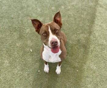 FARAH -  Pit Bull Terrier Dog for Adoption in Chandler, Arizona - FARAH | PetCurious