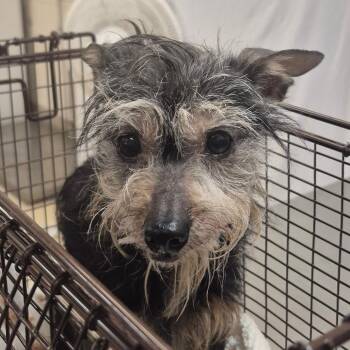 SCFL-Stray-66893 -  Shih Tzu Dog for Adoption in Lake Panasoffkee, Florida - SCFL-Stray-66893 | PetCurious