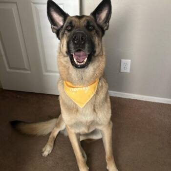 Flynn -  German Shepherd Dog Dog for Adoption in Glendale, Arizona - Flynn | PetCurious