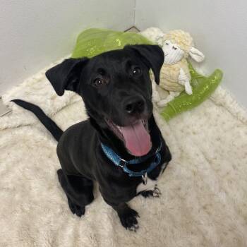 Retriever Dogs Available for Adoption - Beavis | PetCurious