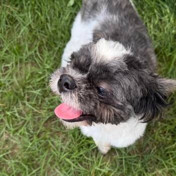 JoJo James -  Shih Tzu and Mixed Breed Dog for Adoption in Houston, Texas - JoJo James | PetCurious