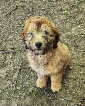 Finn -  Bernedoodle Dog for Adoption in Liberty Center, Ohio - Finn | PetCurious