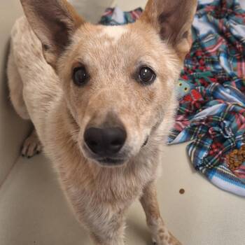 Pinwheel -  Cattle Dog Dog for Adoption in Flagstaff, Arizona - Pinwheel | PetCurious